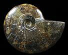 Polished, Agatized Ammonite (Cleoniceras) - Madagascar #88347-1